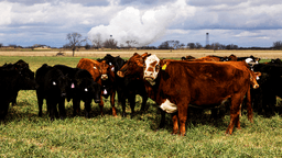 High beef prices hitting consumers as meatpacking giant warns of supply struggles