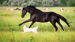 Recall issued for dog and horse medication after fiberglass found in vials